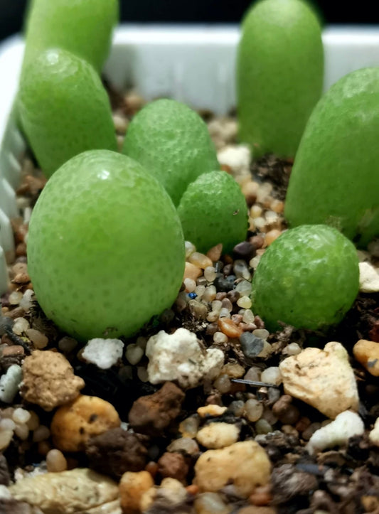 Conophytum Vanheerdei / over 2-3 yrs / 1- 1.8cm/ RANDOMLY PICKED