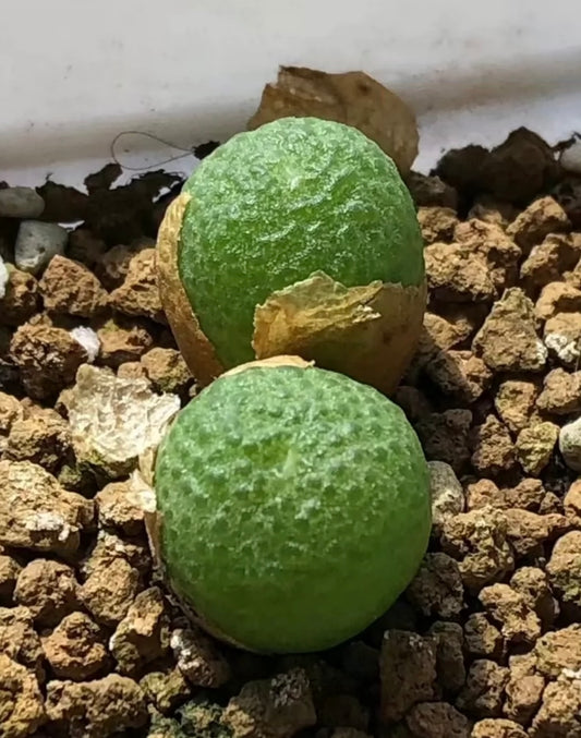 Conophytum Vanheerdei / over 2-3 yrs / 1- 1.8cm/ RANDOMLY PICKED