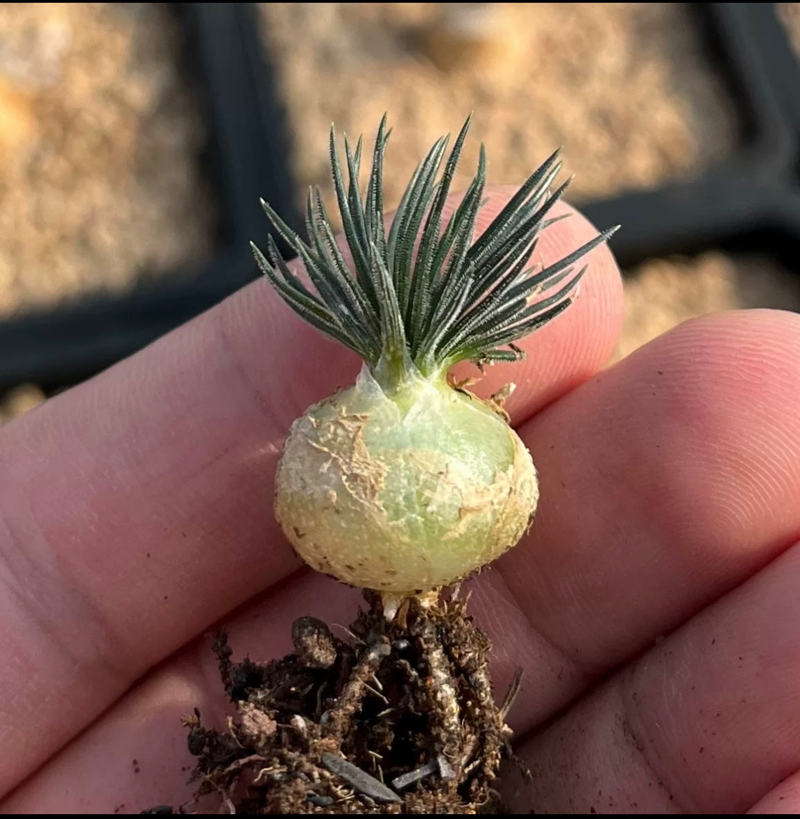 Bulb - Ornithogalum Sardienii - with leaves / Green / over 2-3 yrs / RANDOMLY PICKED