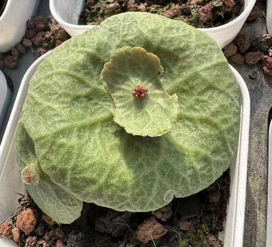 Bulb - Crassula Umbella “wine Cup” - with leaf / over 3-4 yrs / 3 - 6cm / RANDOMLY PICKED