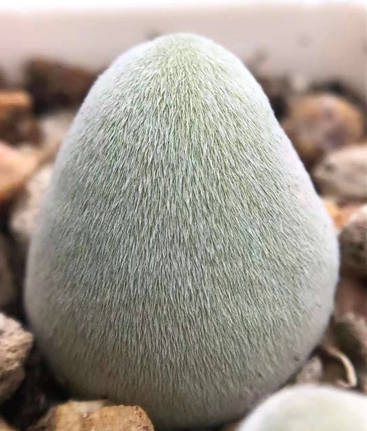 Conophytum Muiria hortenseae / over 5yrs / 1.6 - 2.2cm/ RANDOMLY PICKED