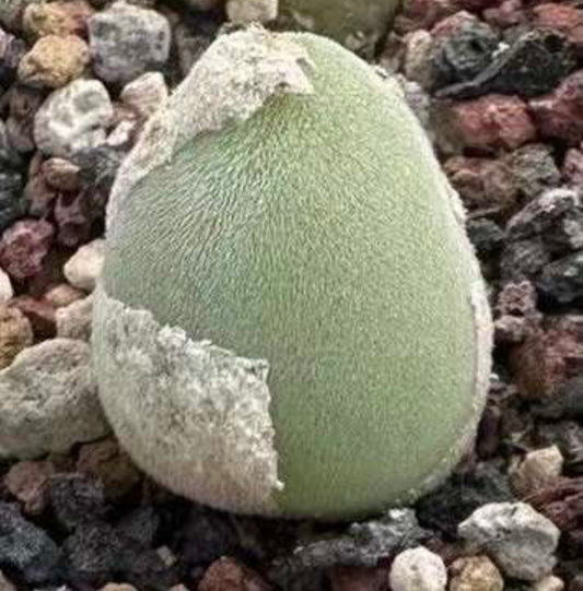 Conophytum Muiria hortenseae / over 5yrs / 1.6 - 2.2cm/ RANDOMLY PICKED