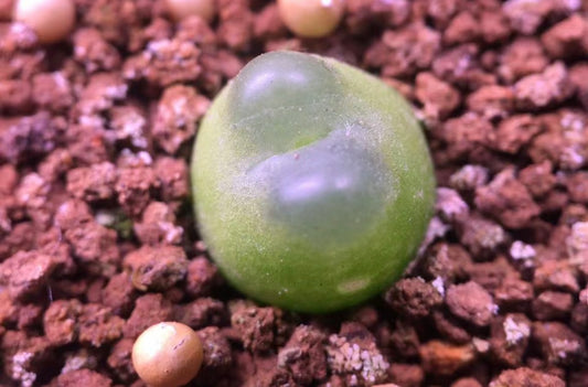 Conophytum Ratum SH1200 / over 4-5 yrs / 1 - 1.5 cm / RANDOMLY PICKED