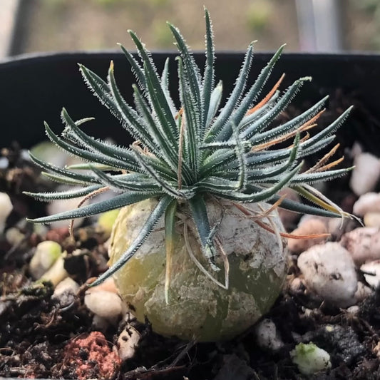 Bulb - Ornithogalum Sardienii - with leaves / Green / over 2-3 yrs / RANDOMLY PICKED