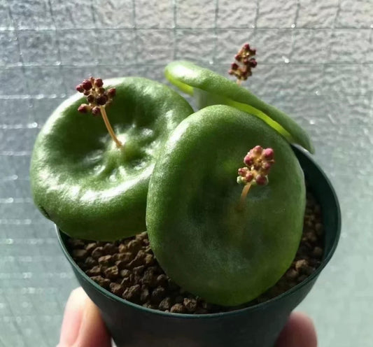Bulb - Crassula Umbella “wine Cup” - with leaf / over 3-4 yrs / 3 - 6cm / RANDOMLY PICKED