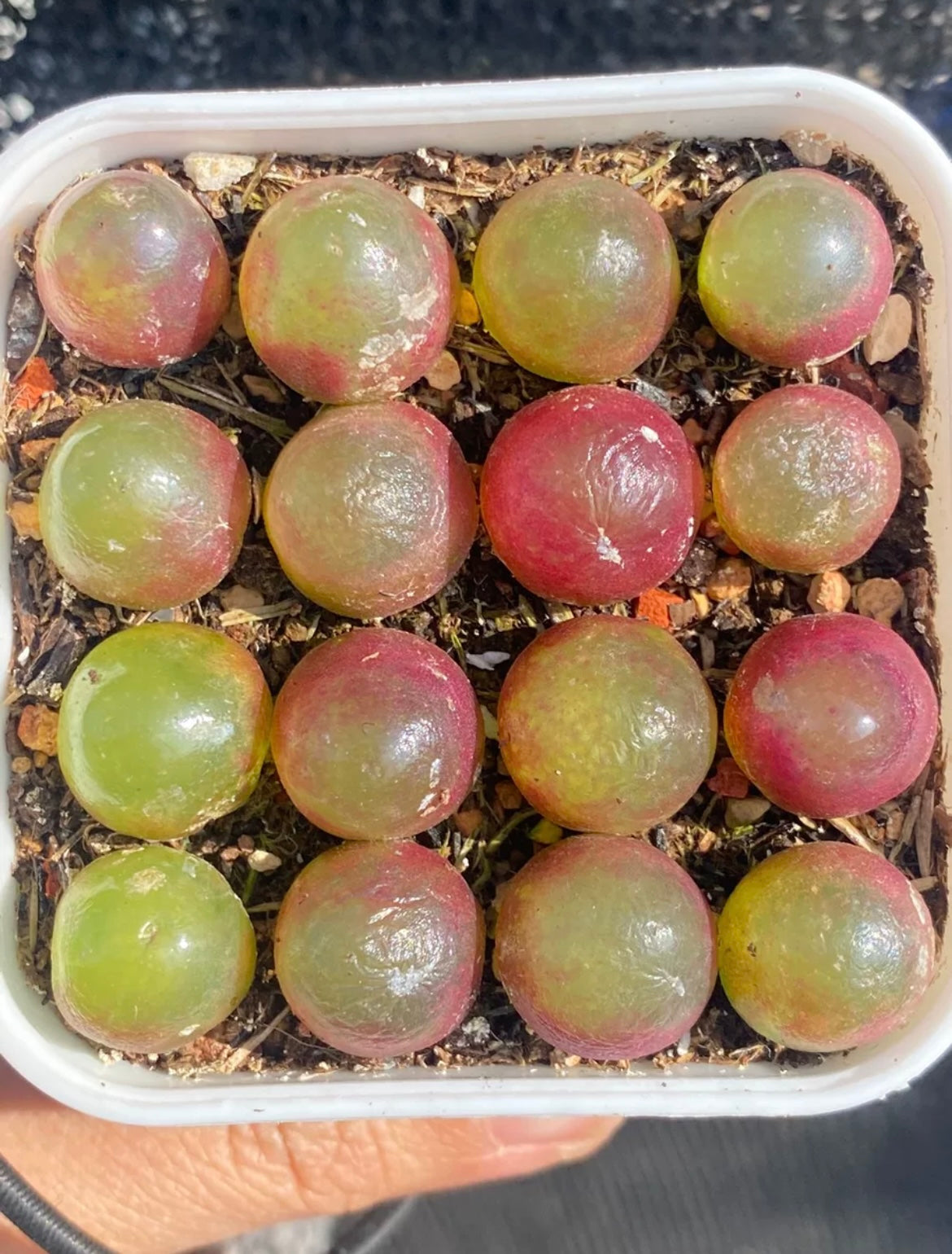 Conophytum Burgeri / over 4 yrs / Large 1.8 - 2.2cm / RANDOMLY PICKED
