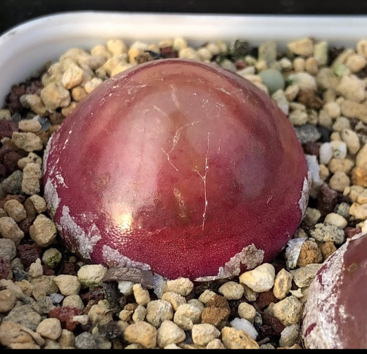 Conophytum Burgeri / over 4 yrs / Large 1.8 - 2.2cm / RANDOMLY PICKED