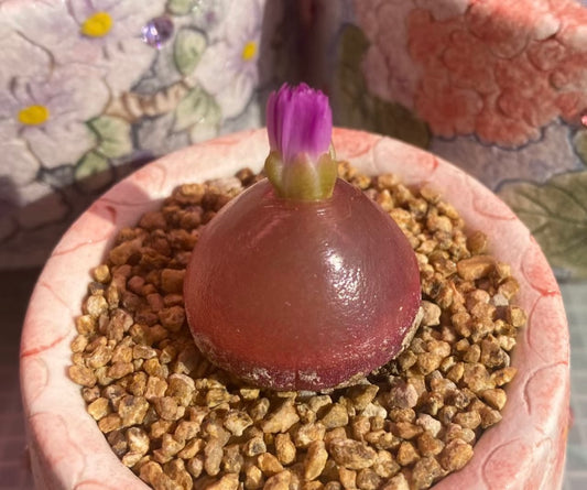 Conophytum Burgeri / over 4 yrs / Large 1.8 - 2.2cm / RANDOMLY PICKED