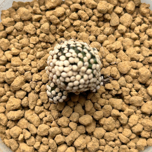 Mammillaria Luethyi / over 2-3 yrs / 1.5-2.5cm /RANDOMLY PICKED