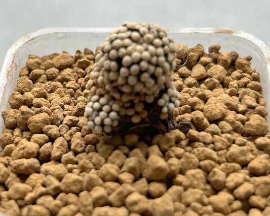 Mammillaria Luethyi / over 2-3 yrs / 1.5-2.5cm /RANDOMLY PICKED