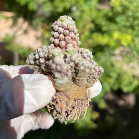 Rare Live Plant - Mammillaria Theresae / over 3-4 yrs / 5.3-7.3cm / RANDOMLY PICKED