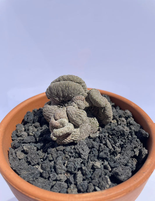Pelecyphora aselliformis f. Cristata / over 4-5 yrs / 3.4-4.1cm / RANDOMLY PICKED