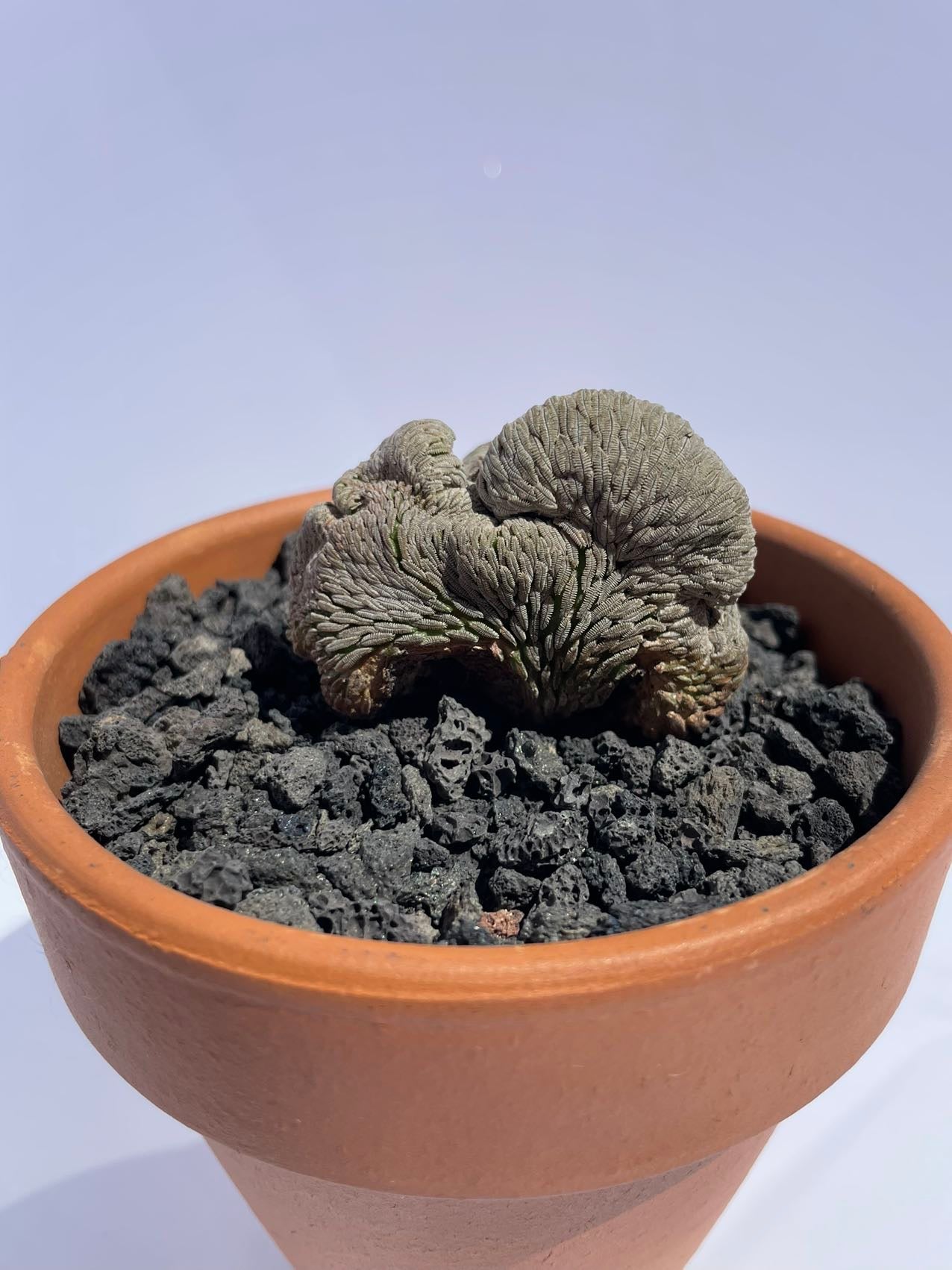 Pelecyphora aselliformis f. Cristata / over 4-5 yrs / 3.4-4.1cm / RANDOMLY PICKED