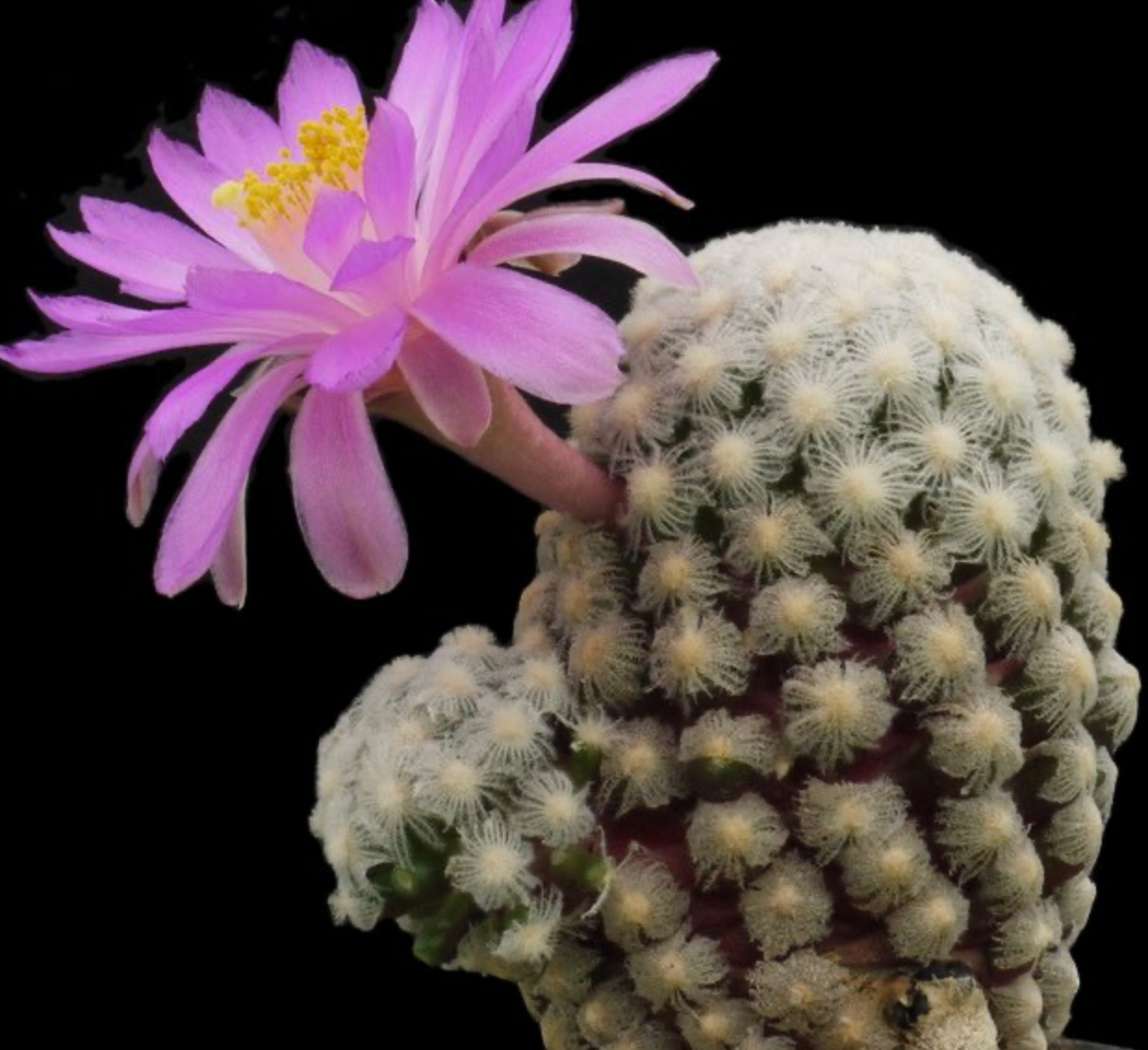 Rare Live Plant - Mammillaria Theresae / over 3-4 yrs / 5.3-7.3cm / RANDOMLY PICKED