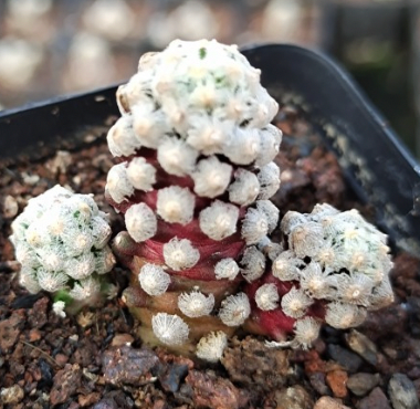 Rare Live Plant - Mammillaria Theresae / over 3-4 yrs / 5.3-7.3cm / RANDOMLY PICKED