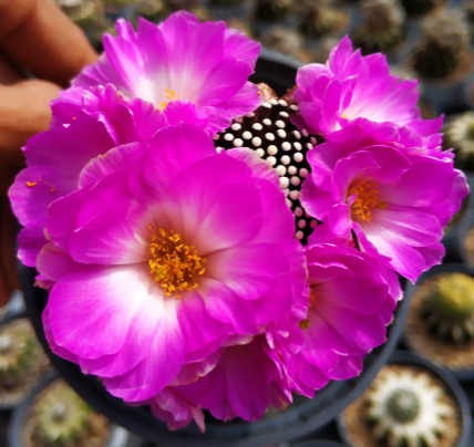 Mammillaria Luethyi / over 2-3 yrs / 1.5-2.5cm /RANDOMLY PICKED