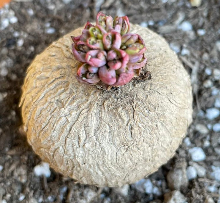 Bulb - Euphorbia Rapulum - With Leaves / Tibetan Rose / over 5-6 yrs / 3-3.8cm/ RANDOMLY PICKED