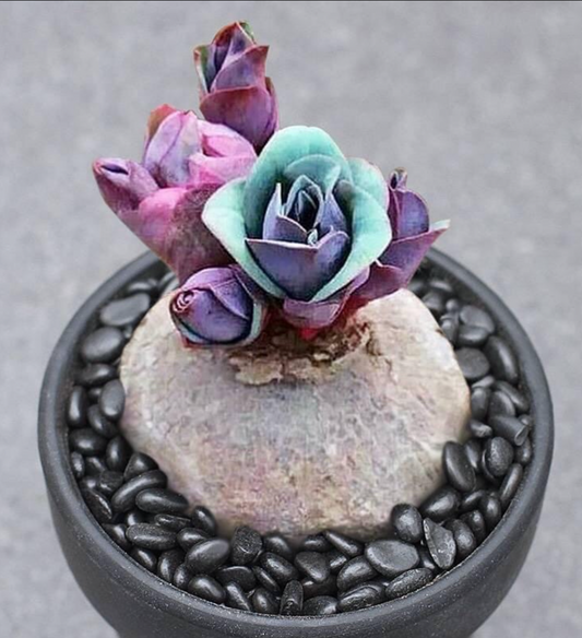 Bulb - Euphorbia Rapulum - With Leaves / Tibetan Rose / over 5-6 yrs / 3-3.8cm/ RANDOMLY PICKED