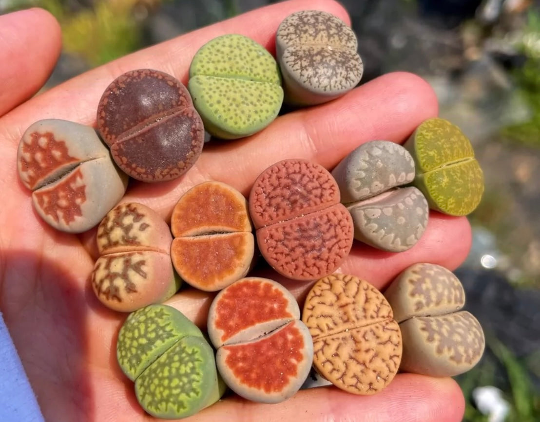 All Collections