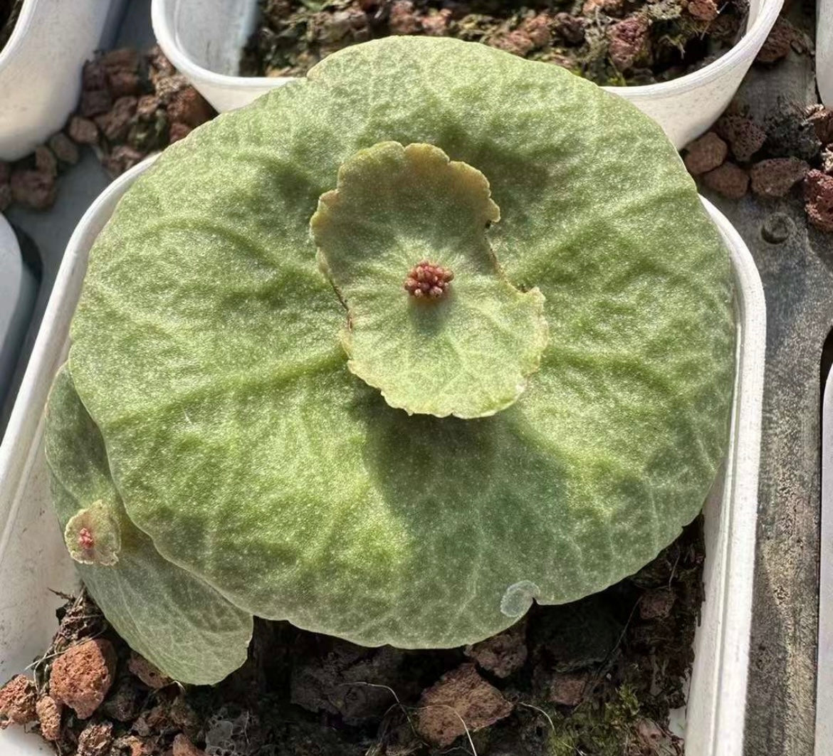 Bulb - Crassula Umbella “wine Cup” - with leaf / over 3-4 yrs / 3 - 6cm / RANDOMLY PICKED