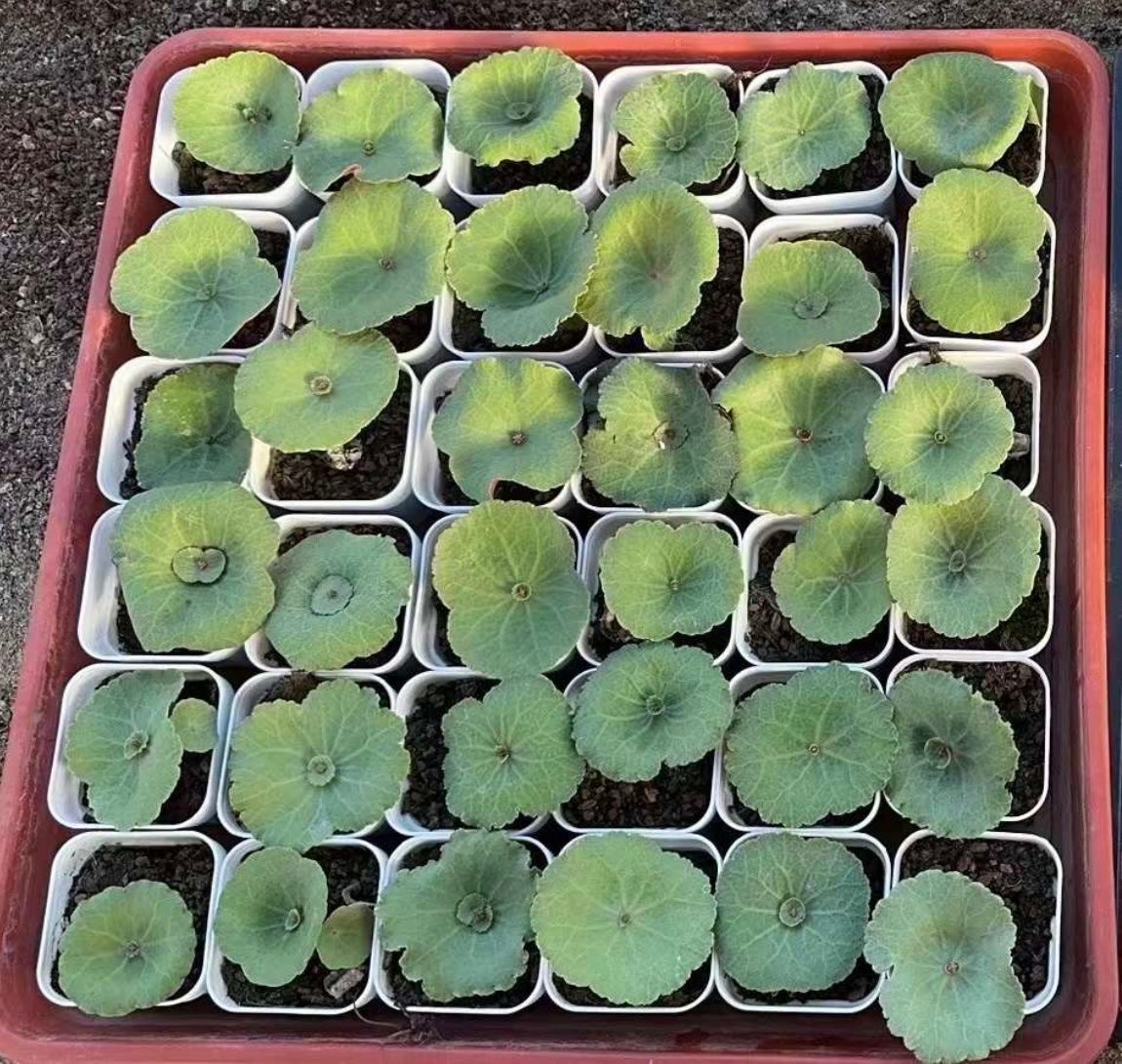 Bulb - Crassula Umbella “wine Cup” - with leaf / over 3-4 yrs / 3 - 6cm / RANDOMLY PICKED