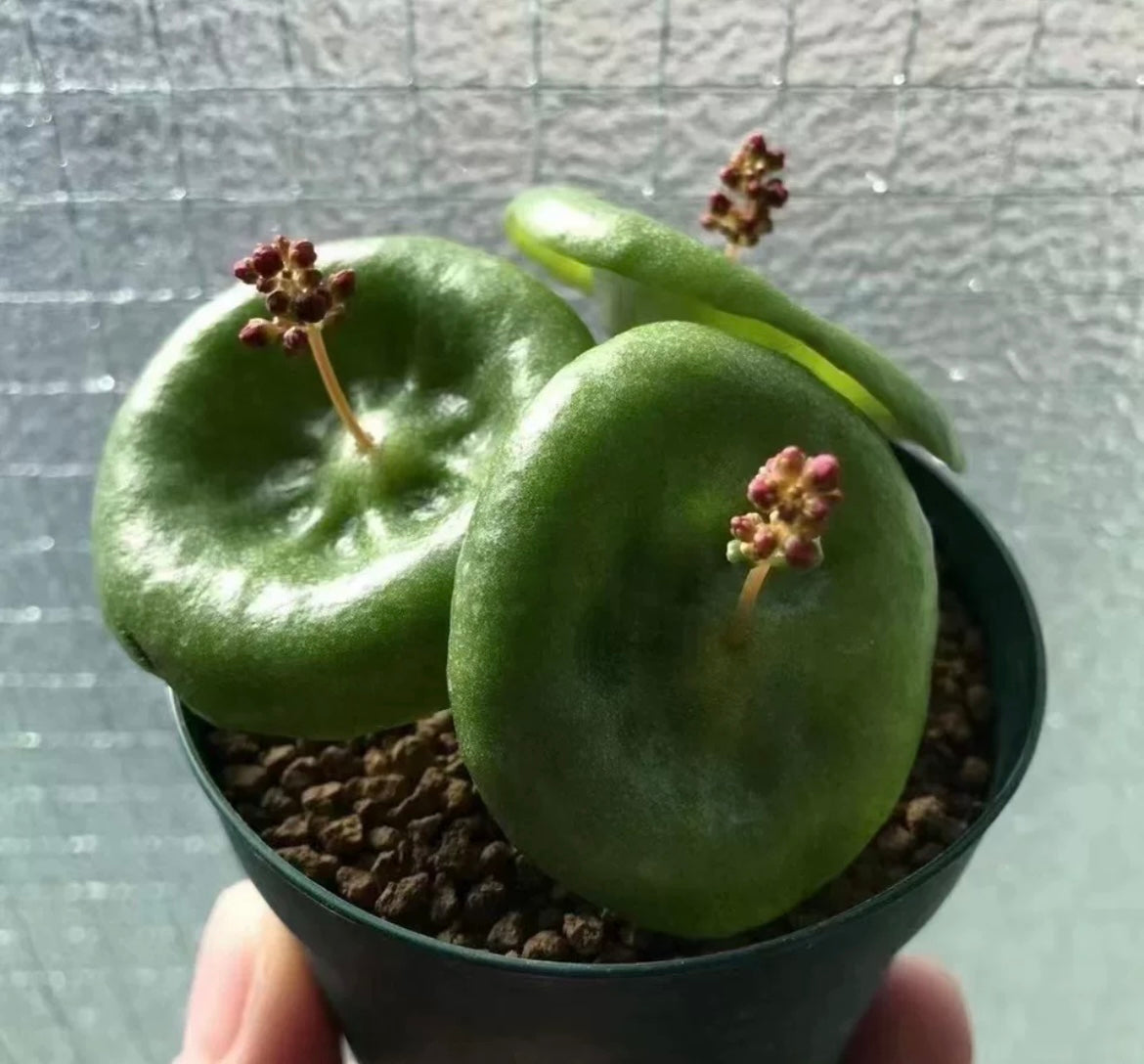 Bulb - Crassula Umbella “wine Cup” - with leaf / over 3-4 yrs / 3 - 6cm / RANDOMLY PICKED