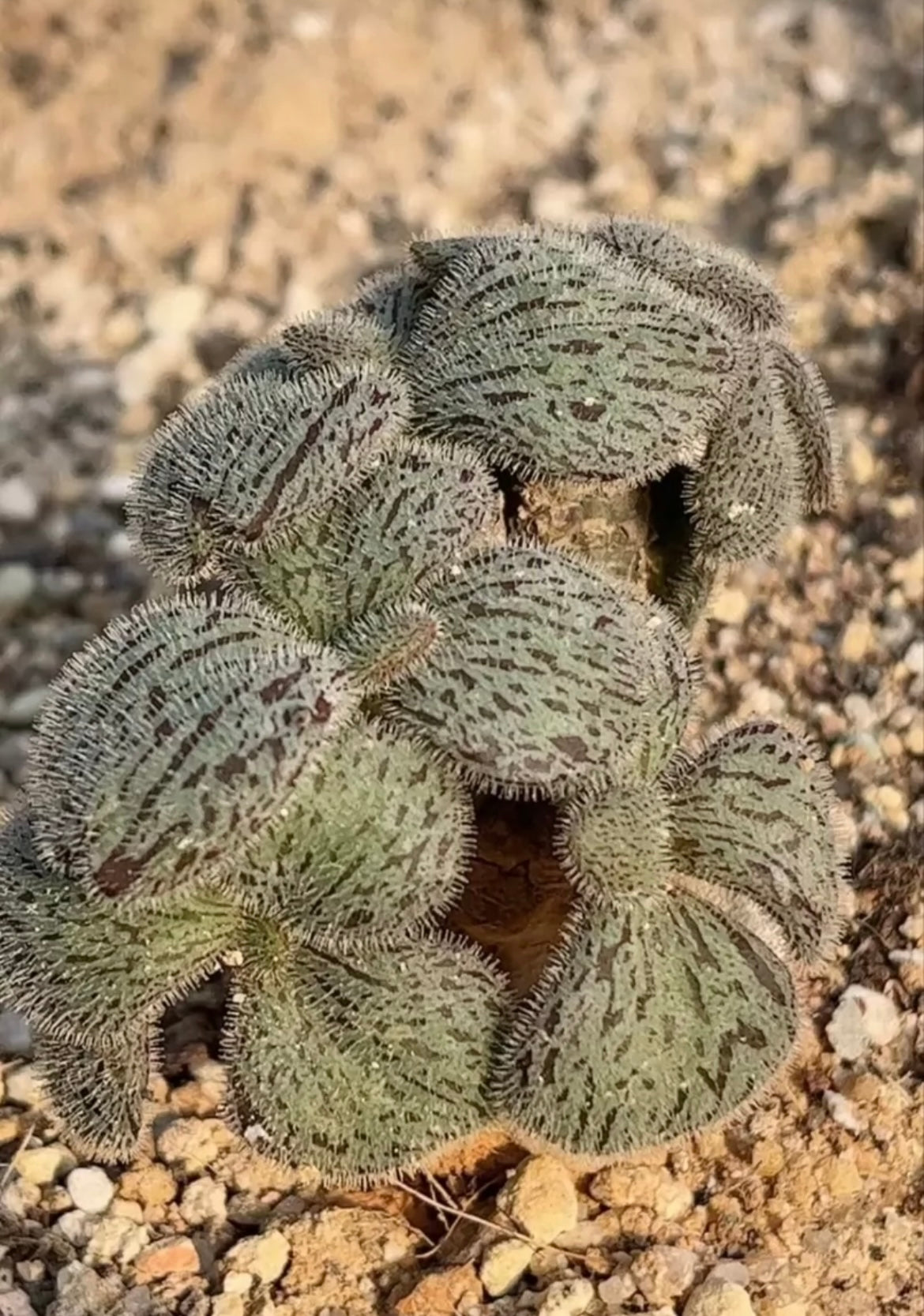 Tylecodon Nolteei Bulb - Most with Leaf / over 2-3 yrs / 0.6-1.2cm / RANDOMLY PICKED